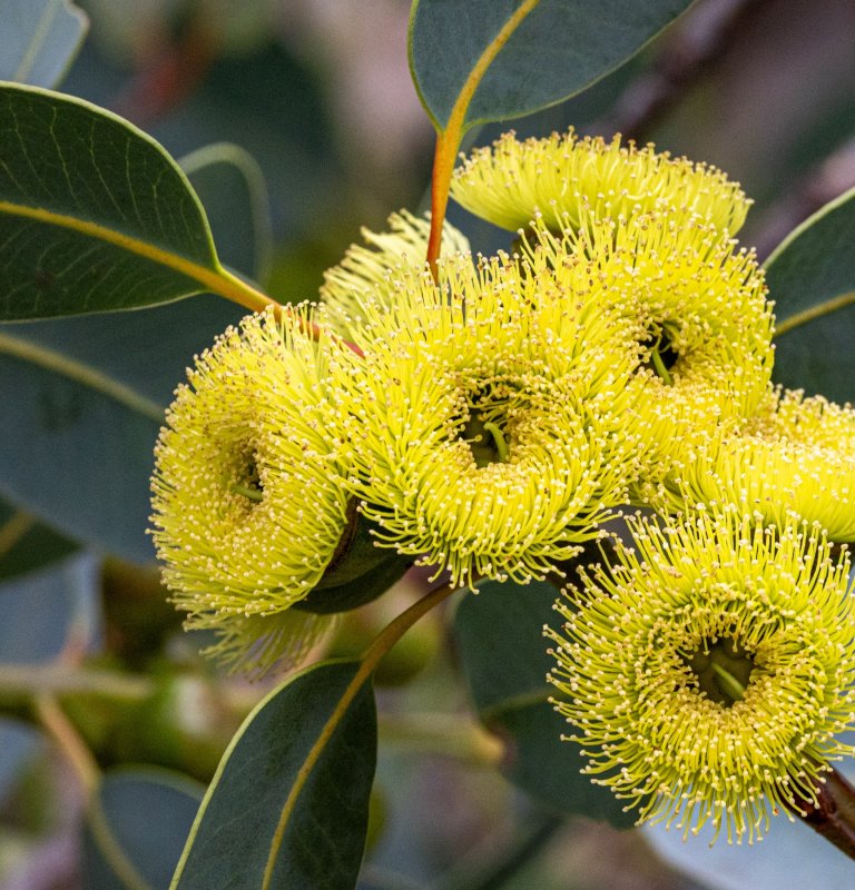 Yellow Bell fruited mallee