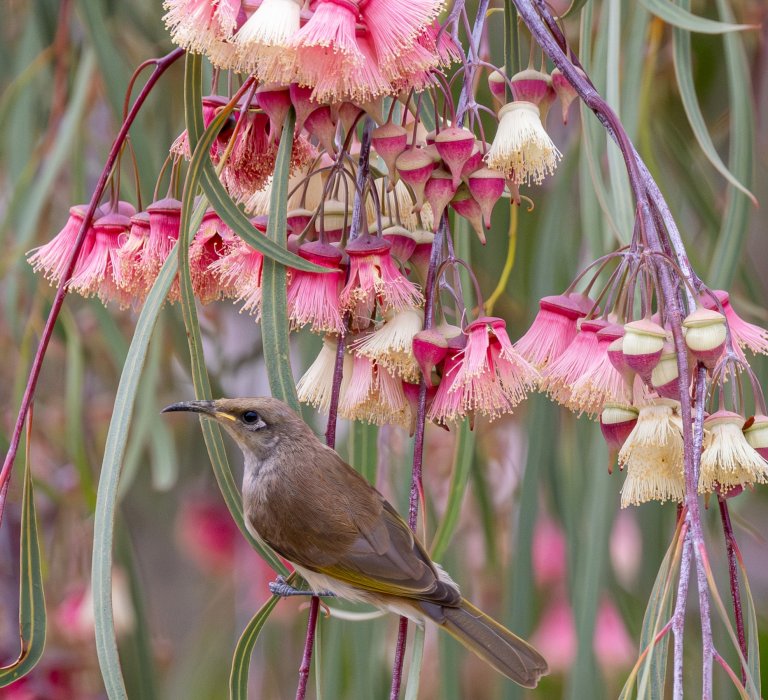 Bird on a Jingymia mallee flower.