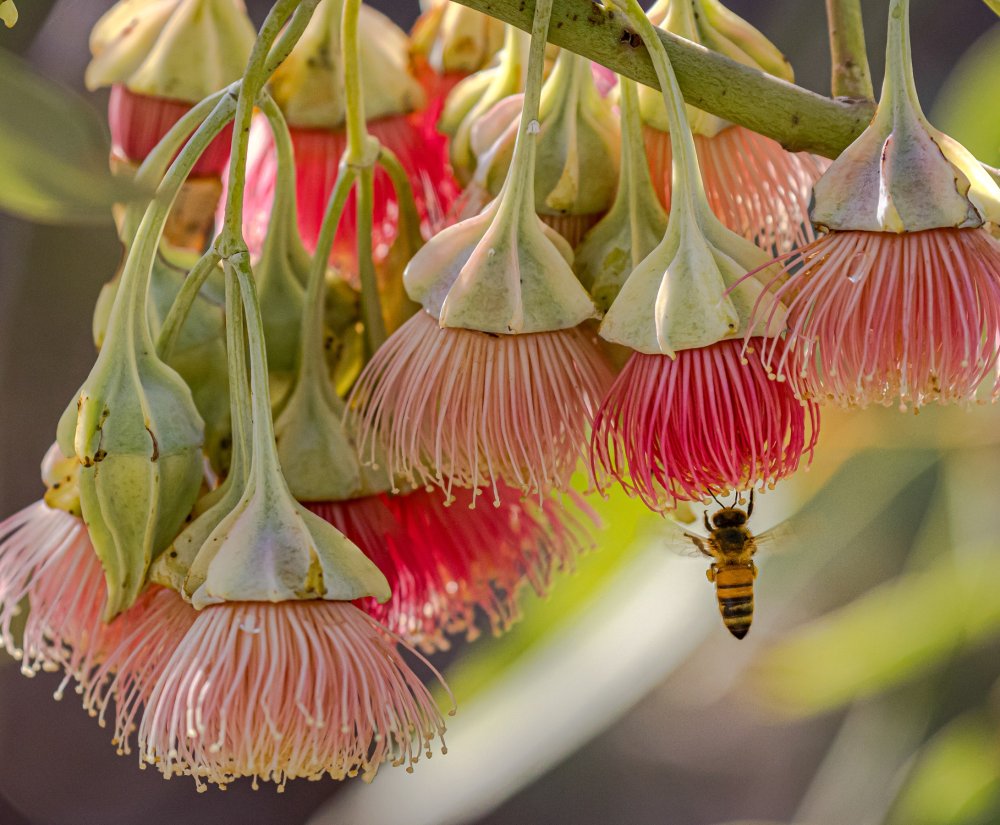 WA’s Special Eucalypts Image