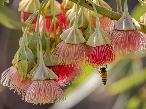 WA’s Special Eucalypts Image