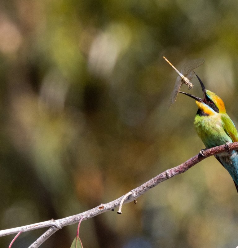 Explore the highlights of Kings Park with our Guides Image