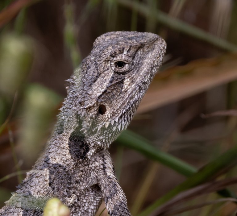 Western Bearded Dragon