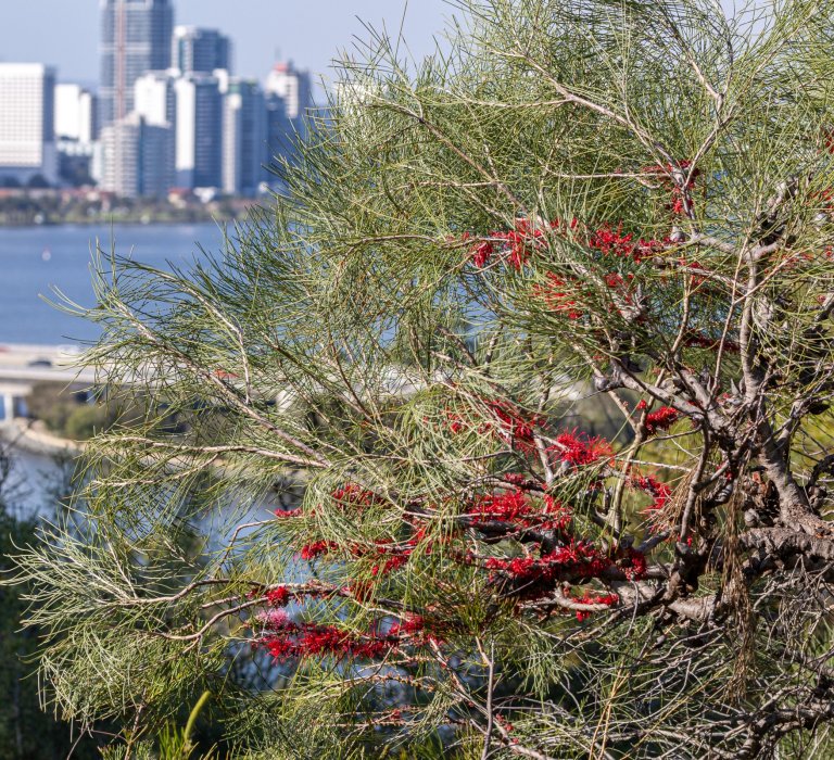 Red Birdhakea plant near the city and swan river