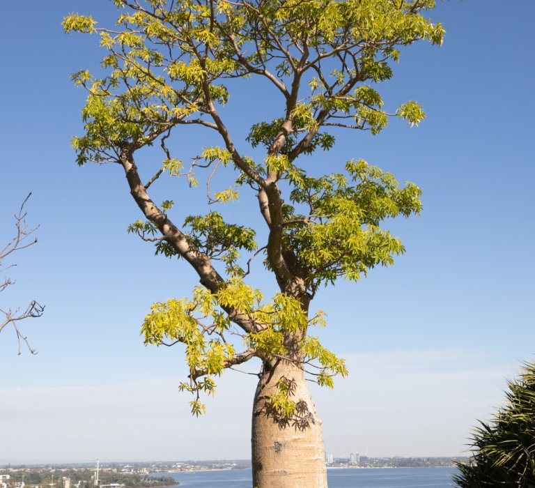 A Boab Tree with Swan River in the background