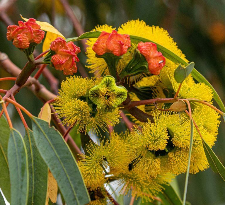 Yellow flowered Eucalypt with red cap