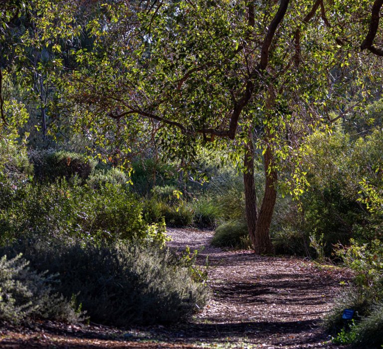 Kings Park walking trail