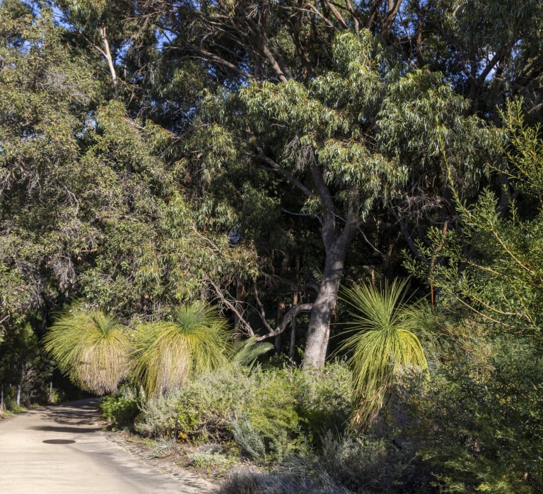 Water walk pathway at Kings Park Botanical Garden.