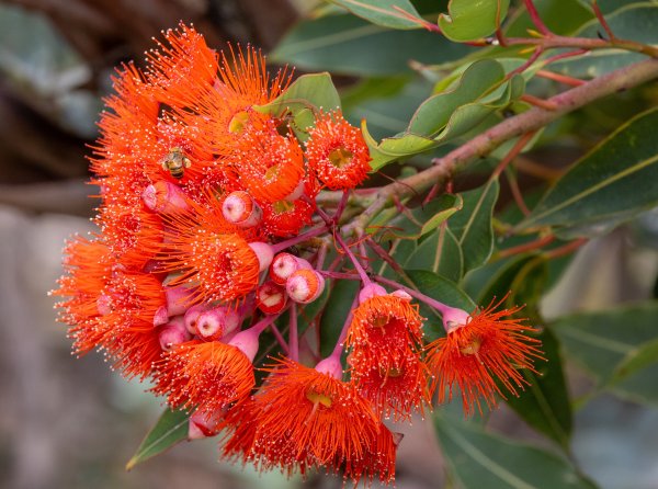 WA native eucalypt crowned Eucalypt of the Year 2024! Image