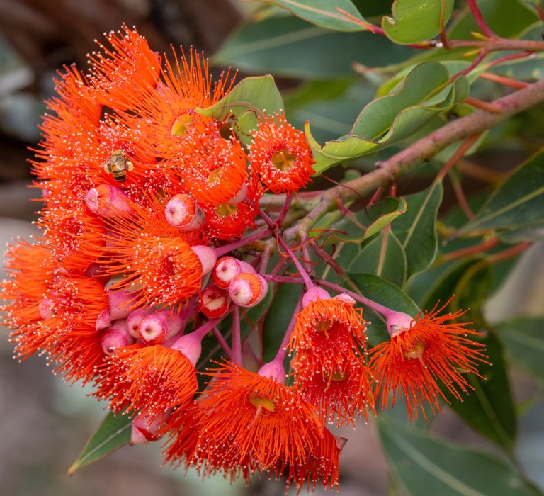 A red flowering Birak Gum