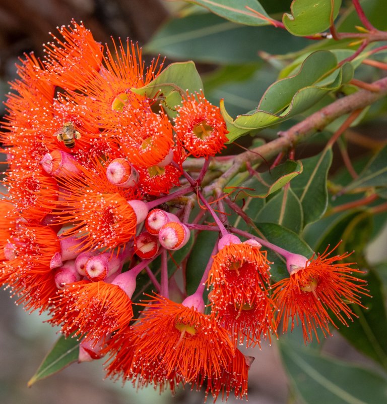 A red flowering Birak Gum