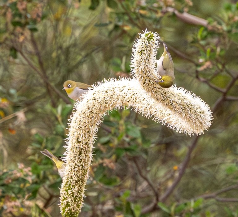 Silvereye bird on a grasstree.