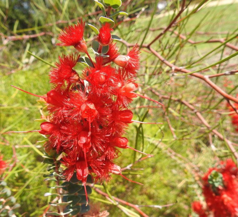 Guide’s plant of the month – Verticordia grandis Image