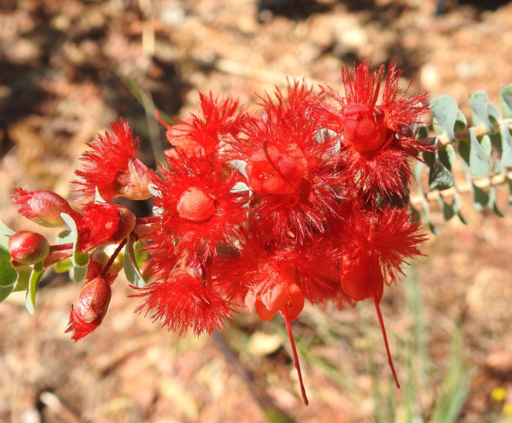 Guide’s plant of the month – Verticordia grandis Image