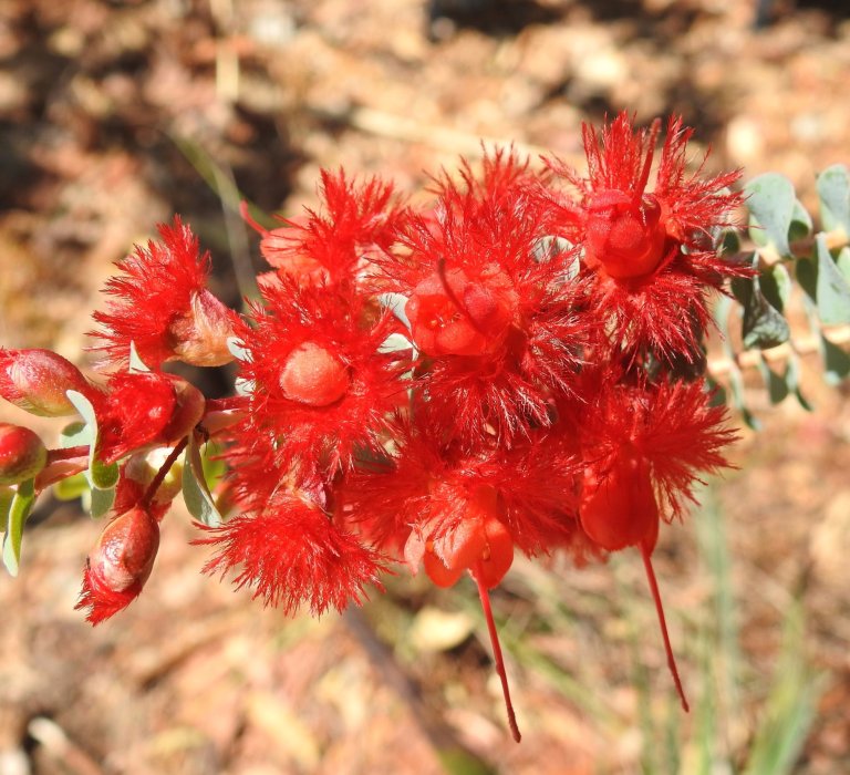 Guide’s plant of the month – Verticordia grandis Image