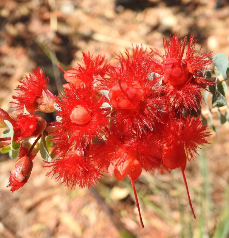 Guide’s plant of the month – Verticordia grandis Image