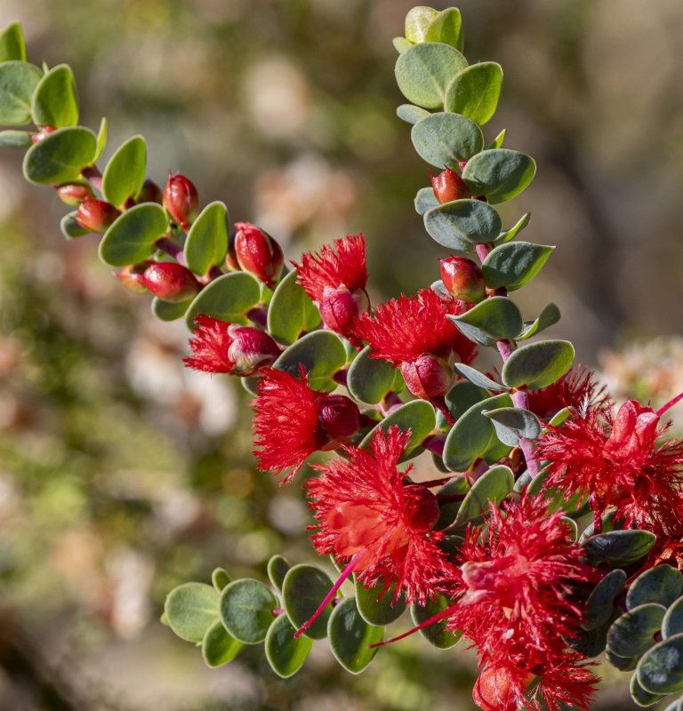 Discover the stunning beauty of our wildflowers Image