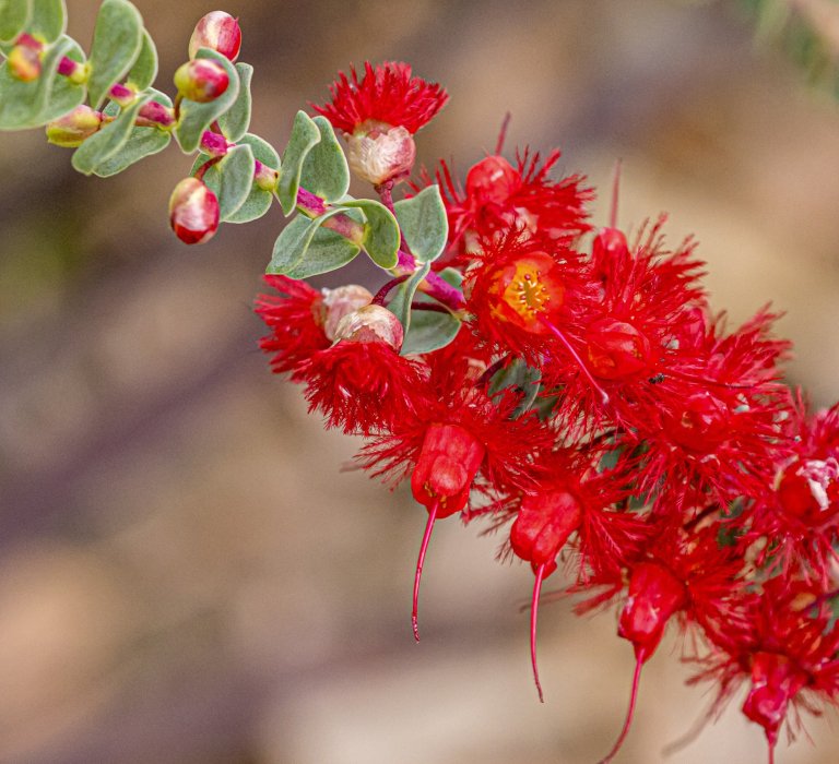 Guide’s plant of the month – Verticordia grandis Image