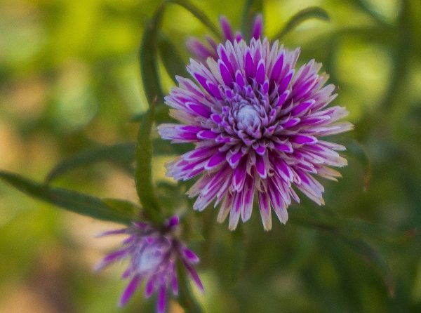 Summer colour in the park Image