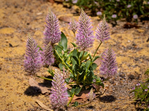 Summer colour in the park Image