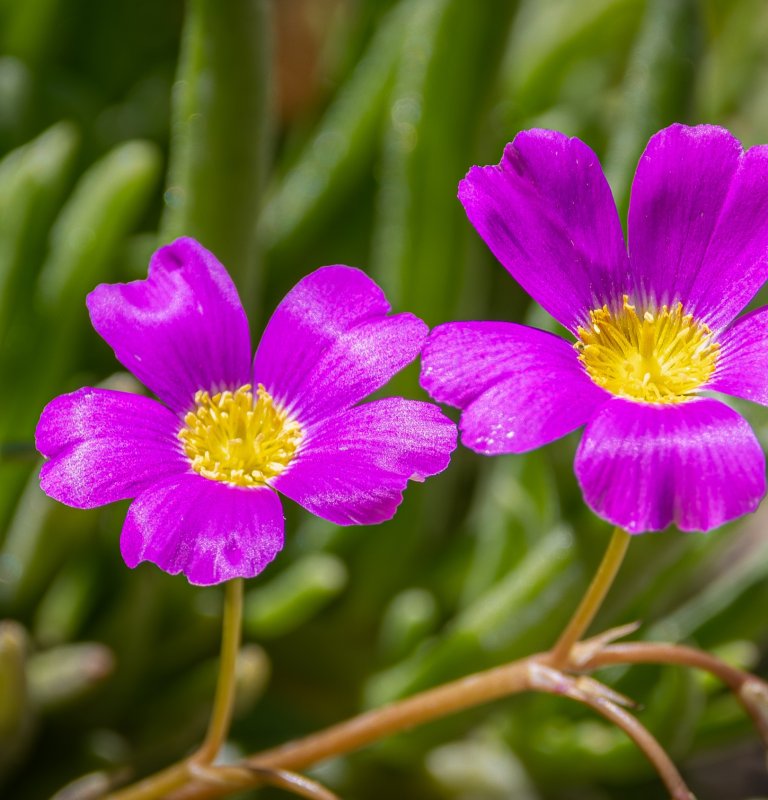 Discover the stunning beauty of our wildflowers Image