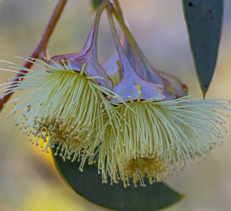 Kingsmill's Mallee has attractive cream flowers.