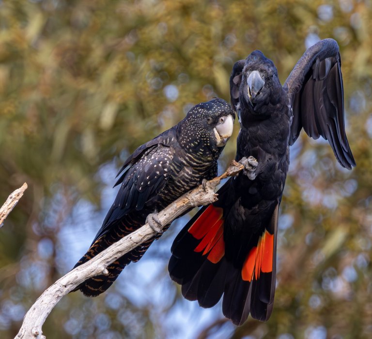 Cockatoo pair