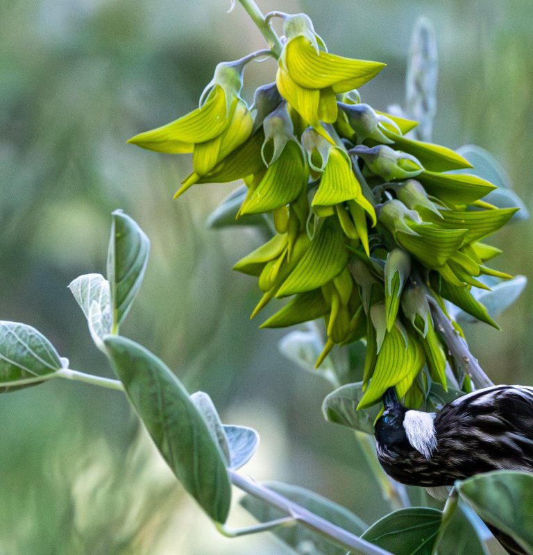 Explore the highlights of Kings Park with our Guides Image