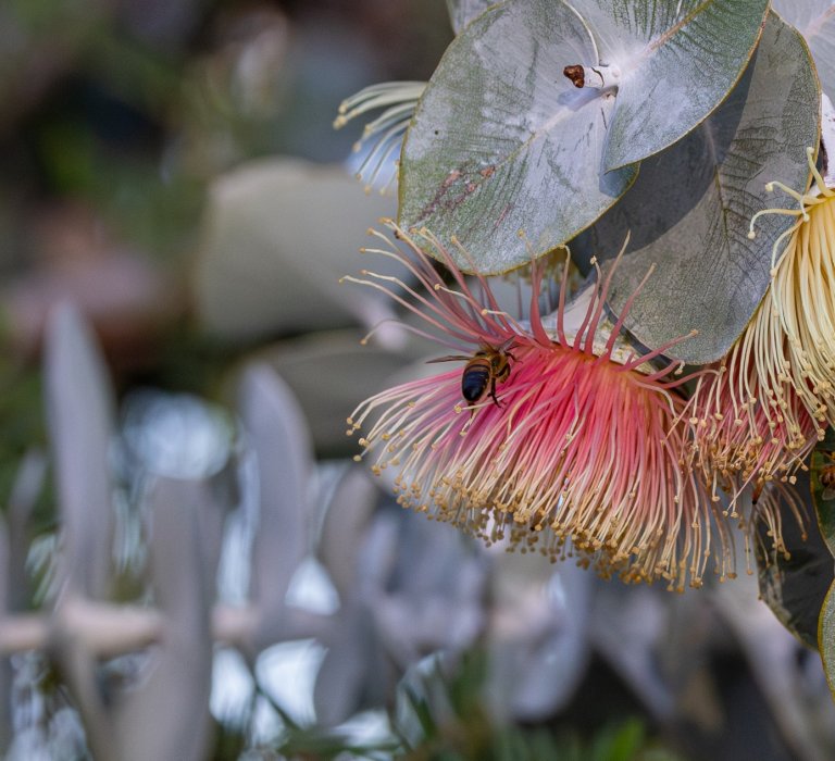 WA’s Special Eucalypts Image