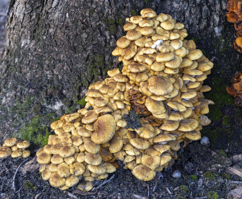 Guide’s fungus of the month – Armillaria, a serious pathogen in Kings Park Image