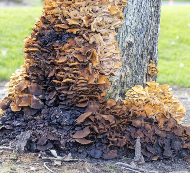 Guide’s fungus of the month – Armillaria, a serious pathogen in Kings Park Image
