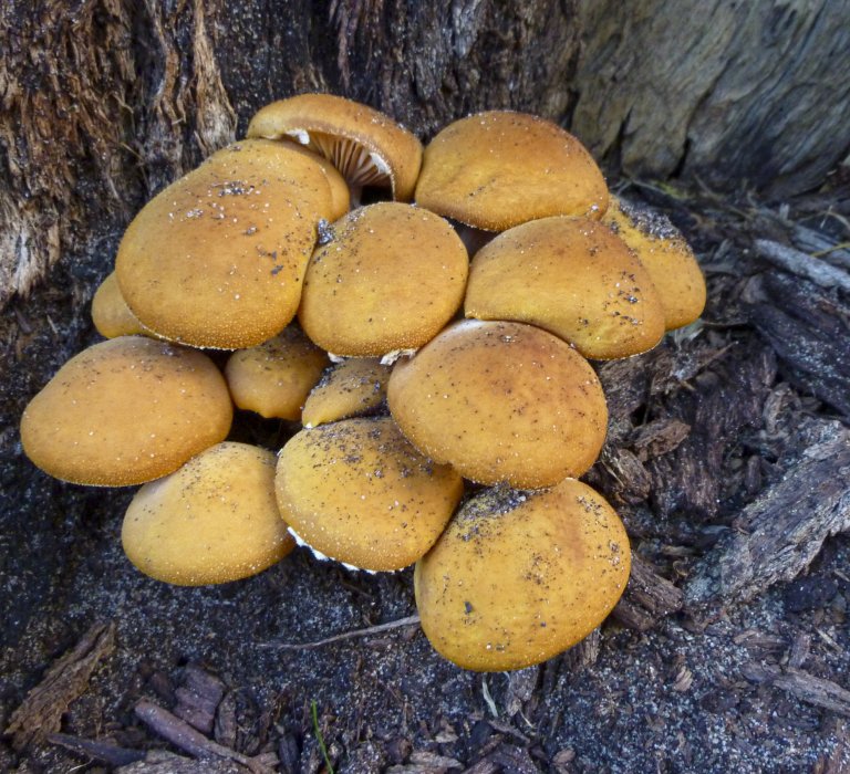 Guide’s fungus of the month – Armillaria, a serious pathogen in Kings Park Image