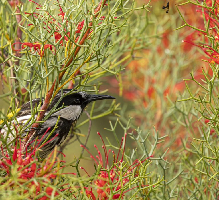 Seasonal guided walks begin Image