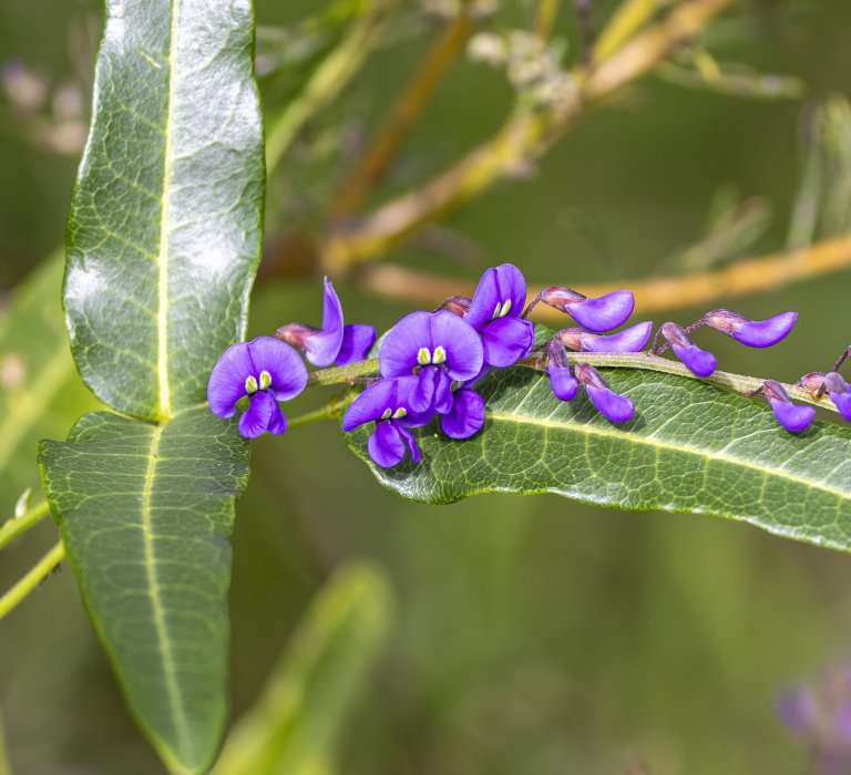 Seasonal guided walks begin Image