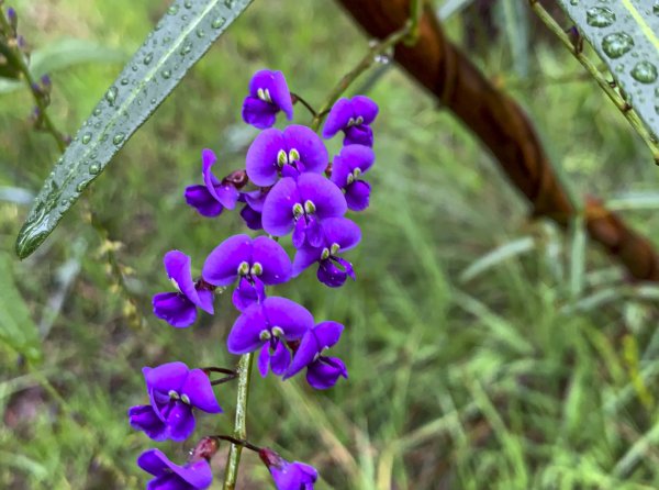 Wildflowers and Bushland Image