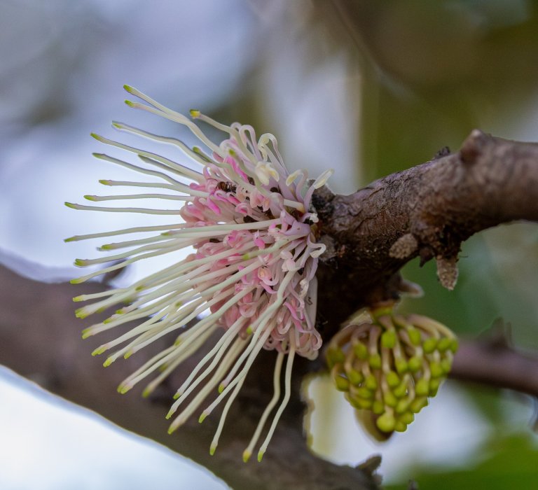 Seasonal guided walks begin Image