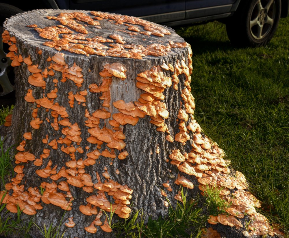 Guide Roz’s fungus of the month – scarlet bracket fungus Image