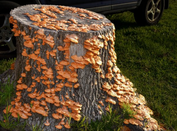 Guide Roz’s fungus of the month – scarlet bracket fungus Image