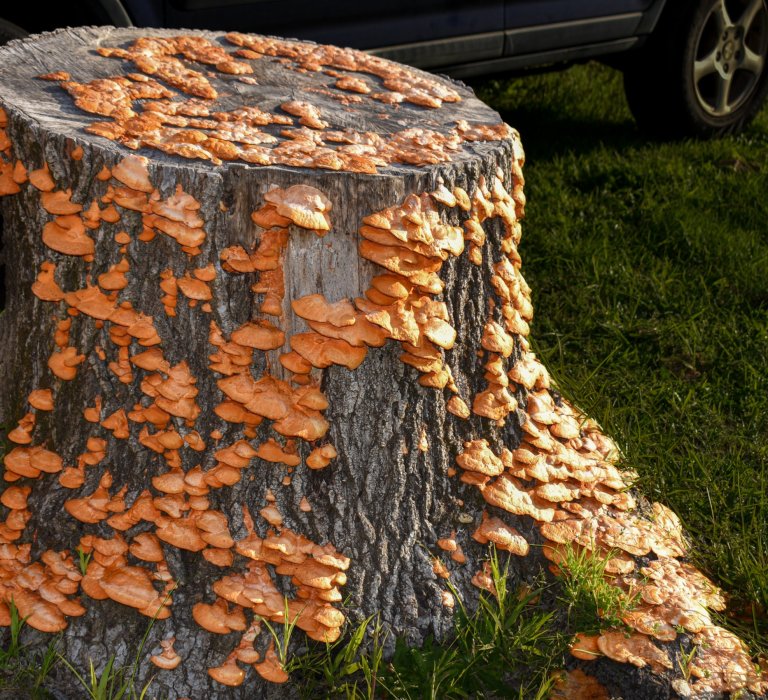 Guide Roz’s fungus of the month – scarlet bracket fungus Image