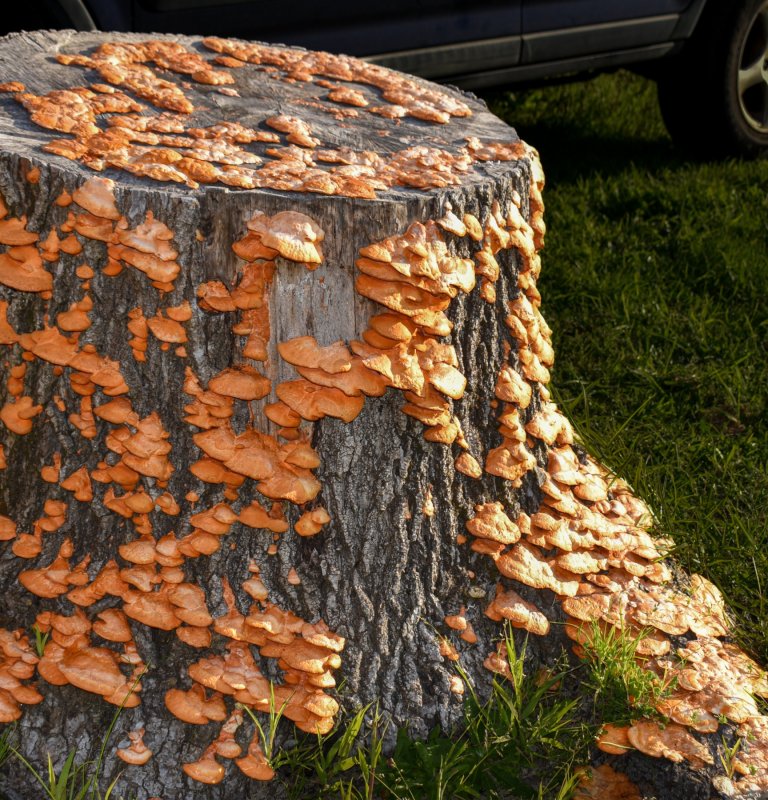 Guide Roz’s fungus of the month – scarlet bracket fungus Image