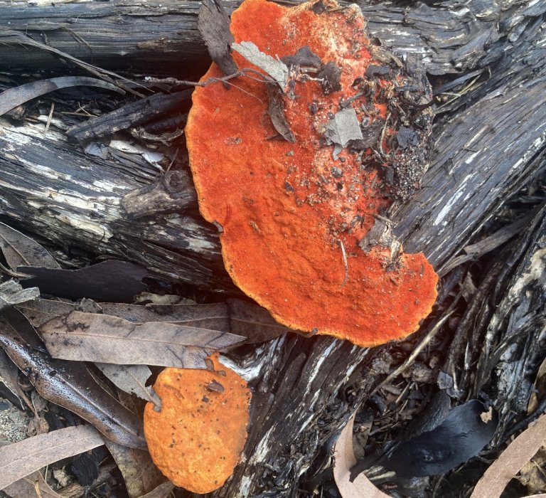 Guide Roz’s fungus of the month – scarlet bracket fungus Image