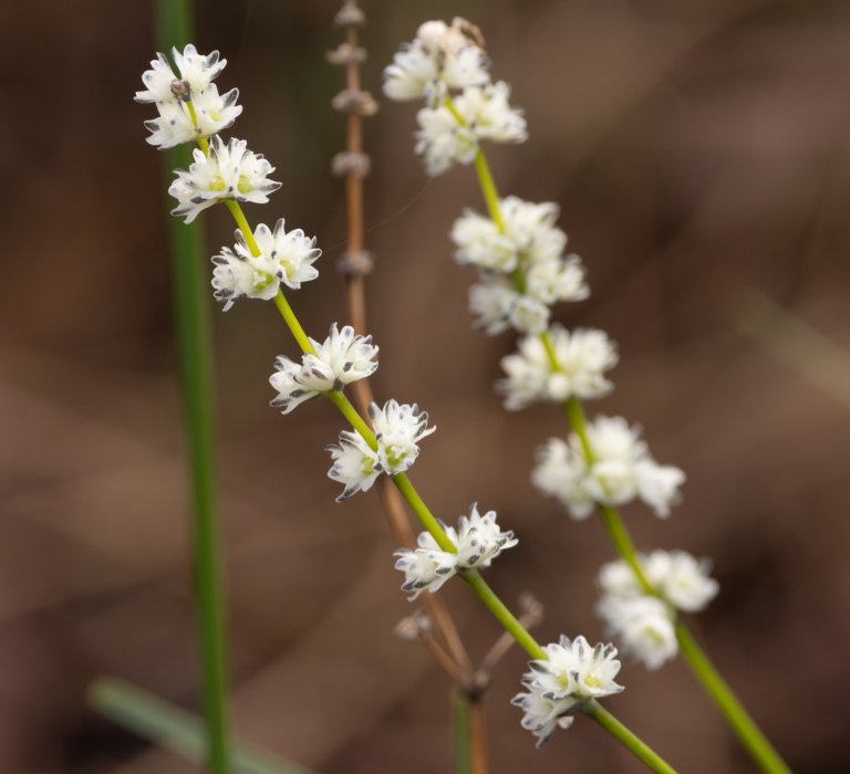 Guide’s plant of the month – Lomandra preissii Image