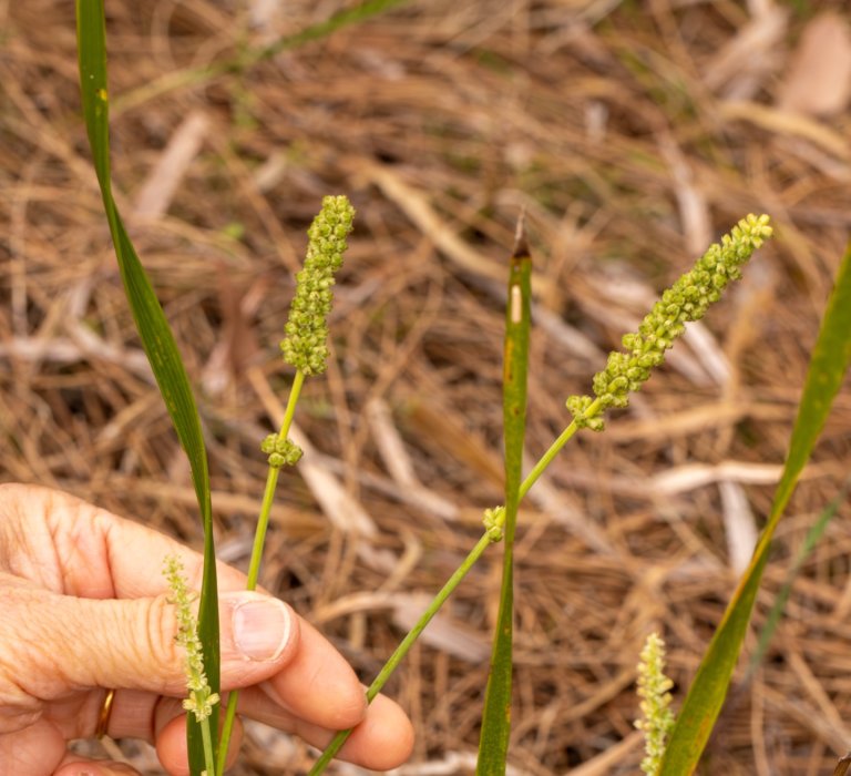 Guide’s plant of the month – Lomandra preissii Image