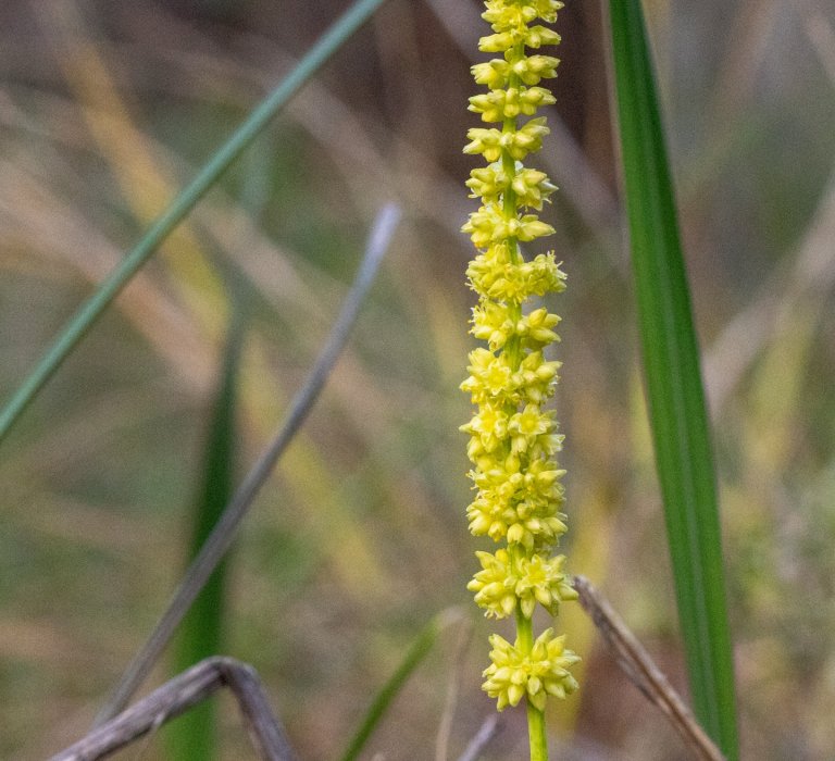 Guide’s plant of the month – Lomandra preissii Image