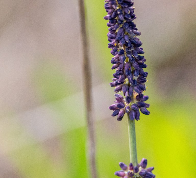 Guide’s plant of the month – Lomandra preissii Image