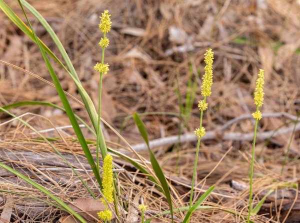 Guide’s plant of the month – Lomandra preissii Image