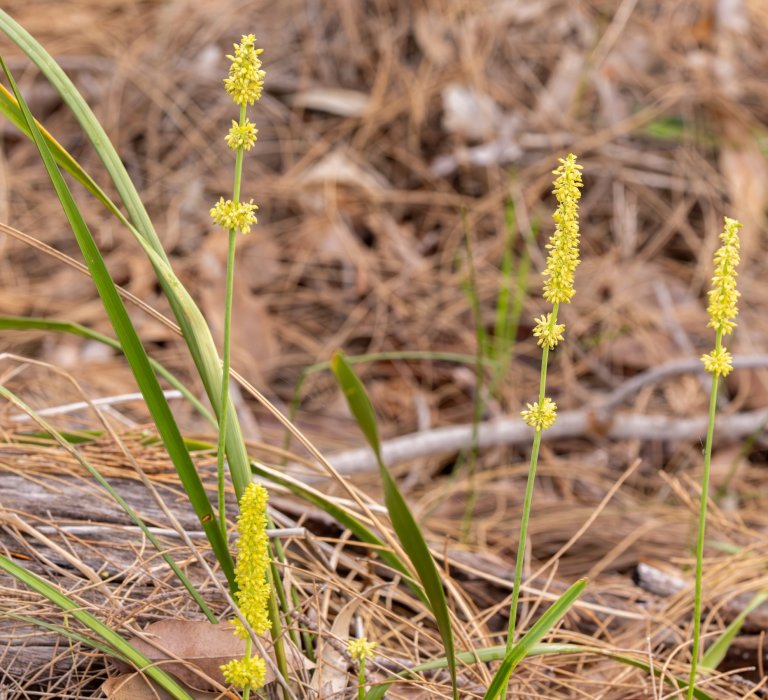 Guide’s plant of the month – Lomandra preissii Image