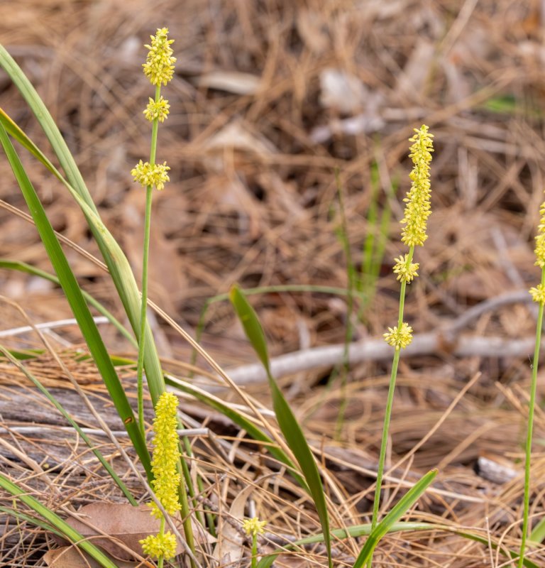 Guide’s plant of the month – Lomandra preissii Image