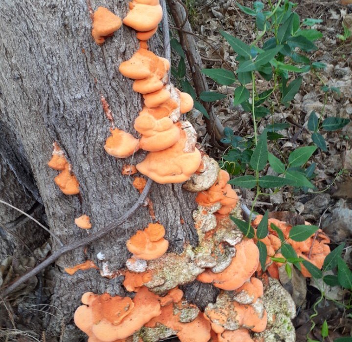 Guide Roz’s fungus of the month – scarlet bracket fungus Image