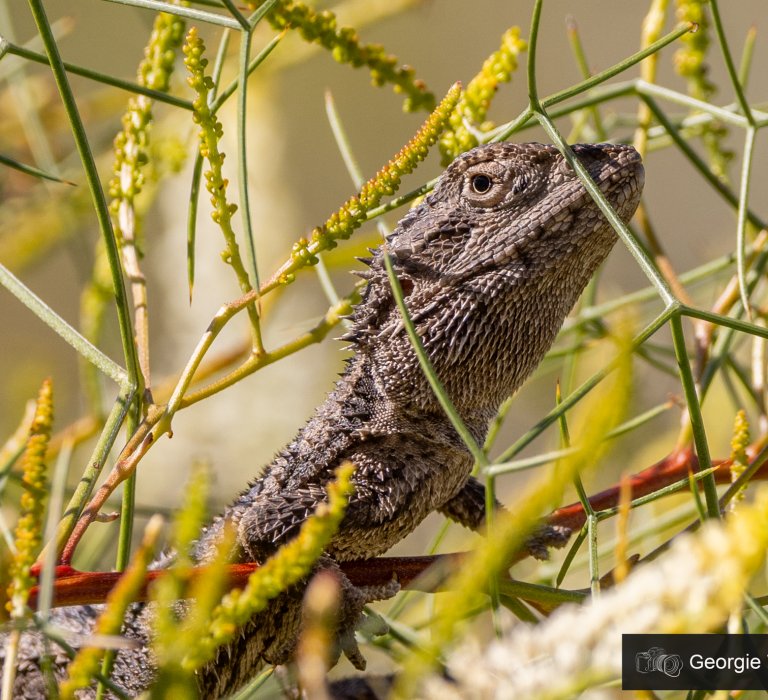 KPG_Fauna_Western Bearded Dragon