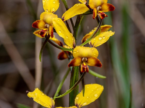 Divas, banksias, orchids and more: put a spring in your step on a Kings Park Guides Themed Walk! Image